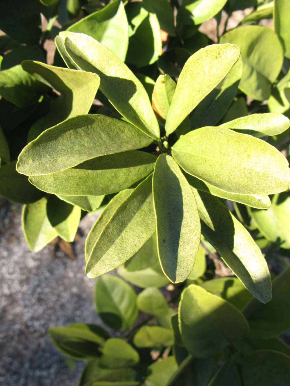            Sun leaves (Winter Haven, FL)   